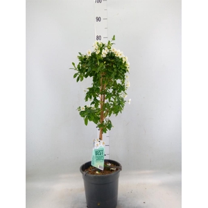 Lycianthes ran. 'Charles White'