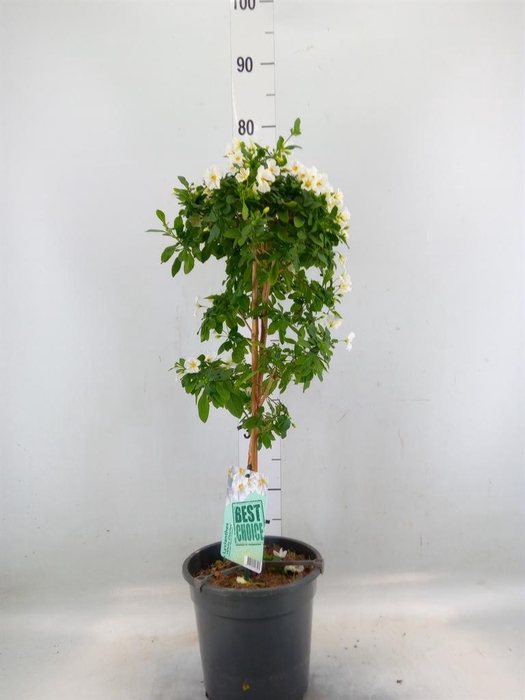 <h4>Lycianthes ran. 'Charles White'</h4>