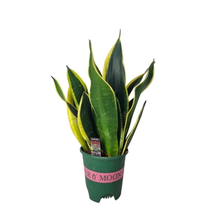 Sansevieria Black Gold 14 cm