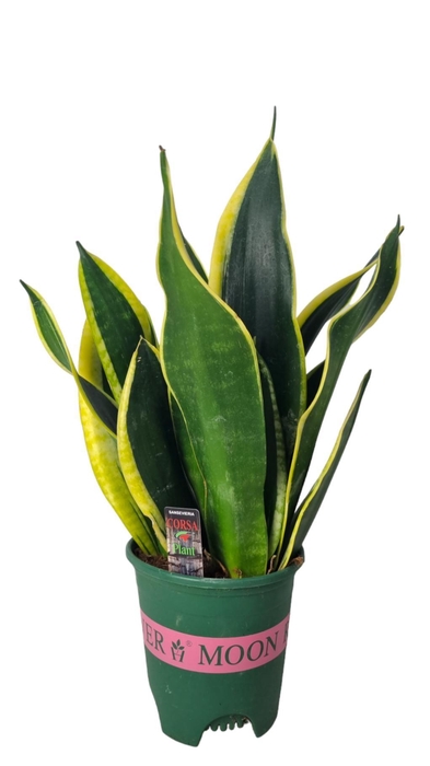 <h4>Sansevieria Black Gold 14 cm</h4>