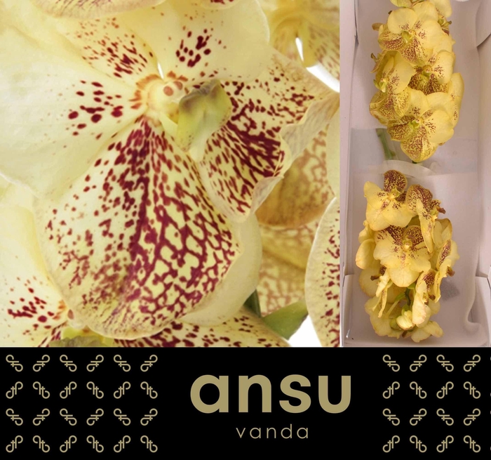 <h4>Vanda Yellow Henna X16</h4>