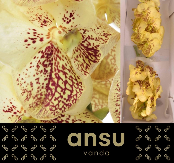 <h4>Vanda Sunanda Yellow Henna</h4>