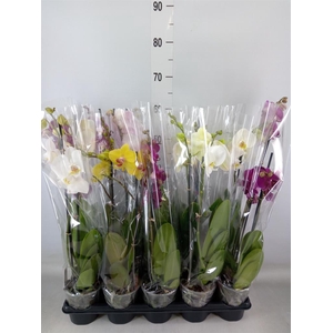 Phalaenopsis   ...mix