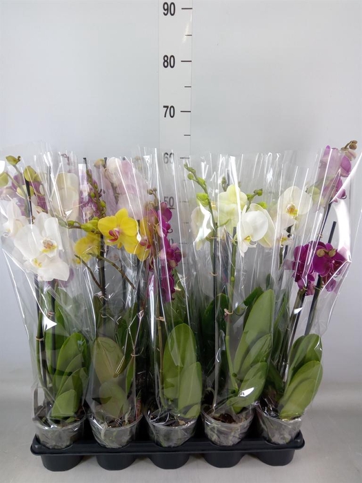 <h4>Phalaenopsis   ...mix</h4>
