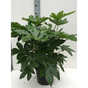 Fatsia