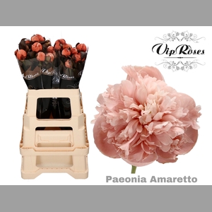 PAEONIA AMARETTO x 20