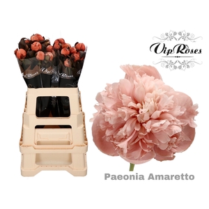 PAEONIA AMARETTO x 20