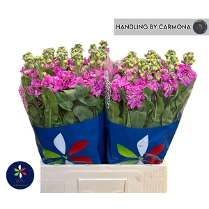 MATTH IRON DEEP PINK