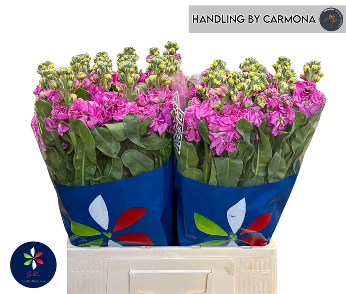 <h4>MATTH IRON DEEP PINK</h4>