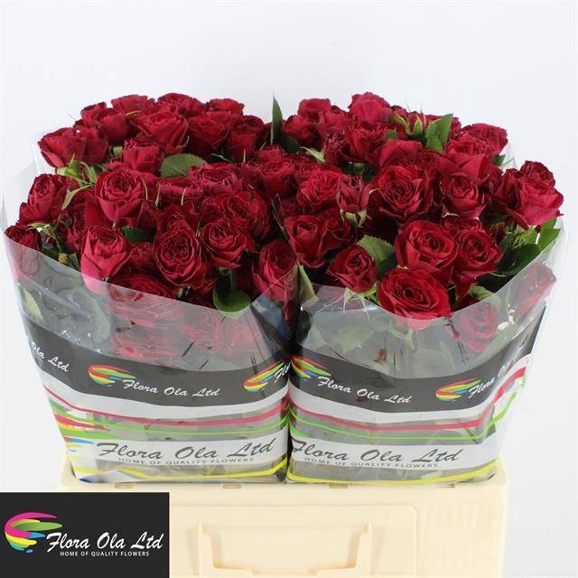 <h4>R Tr Red Trendsetter Flora Ola</h4>