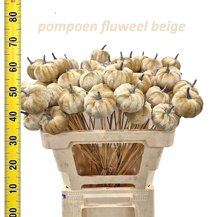 <h4>Huis En Tuindeco H%</h4>