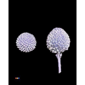 Craspedia Klb Metallic Purple