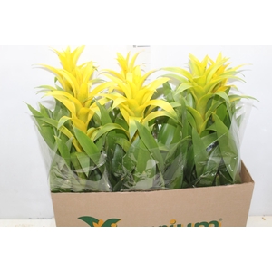 GUZMANIA AMARELA P14