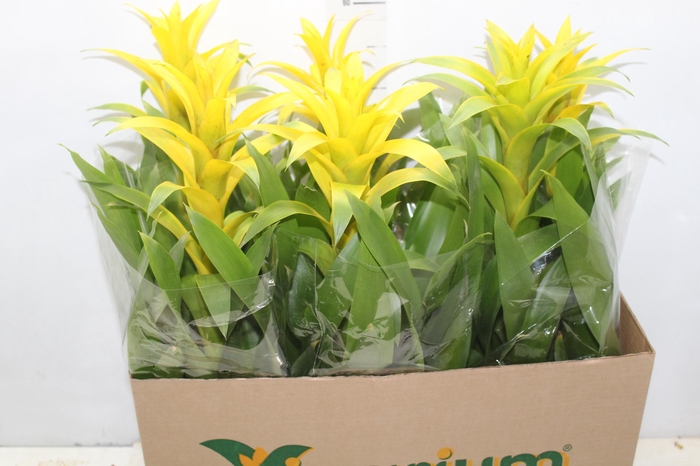 <h4>GUZMANIA AMARELA P14</h4>