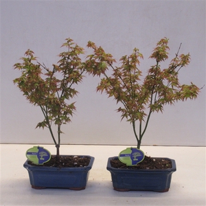 acer palmatum 