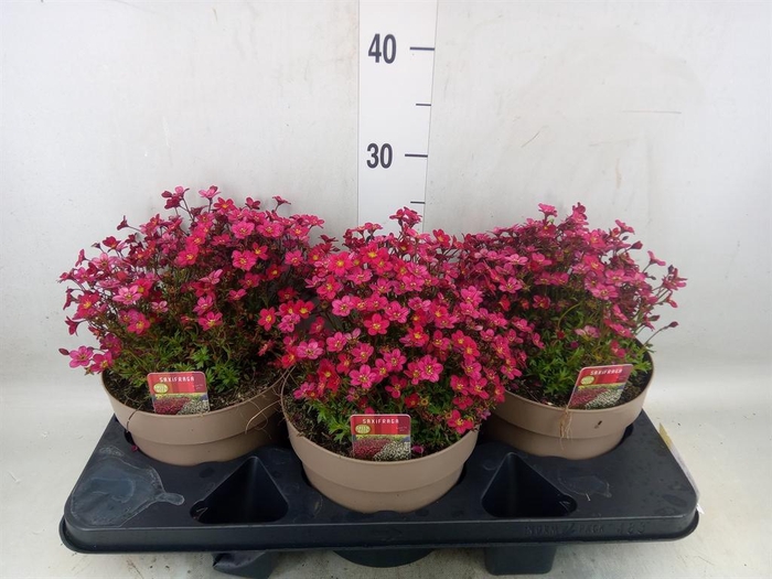 <h4>Saxifraga  'Pixie'</h4>