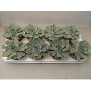 Echeveria Minima