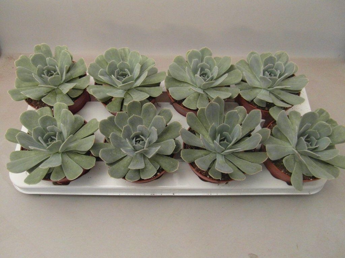<h4>Echeveria Minima</h4>