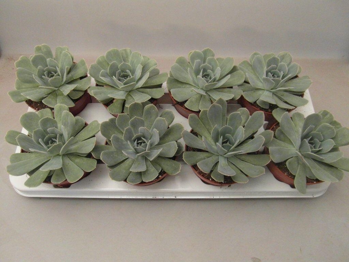 <h4>Echeveria Minima</h4>