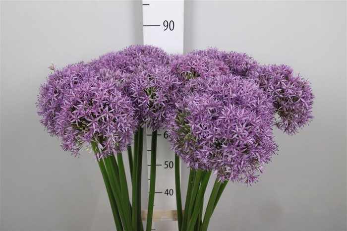 <h4>Allium Globemaster</h4>