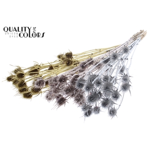 Cardi Distel Natural 5pc/bunch 70cm Wedding Mix