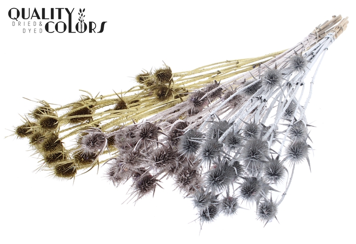 <h4>Cardi Distel Natural 5pc/bunch 70cm Wedding Mix</h4>