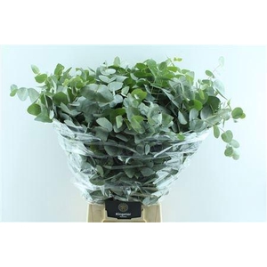 EUC CINEREA PER BOS