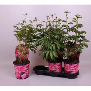 Paeonia 19CM Roze Longlife