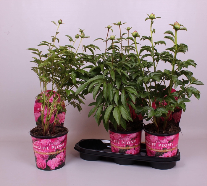<h4>Paeonia 19CM Roze Longlife</h4>