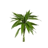 FOLHAGEM DRACENA SANDERIANA 035 CM