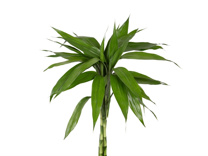 FOLHAGEM DRACENA SANDERIANA 035 CM