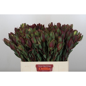 Leucadendron Senorita