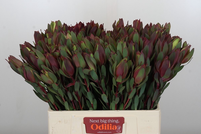 <h4>Leucadendron Senorita</h4>