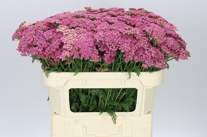 <h4>Achillea Daphne</h4>