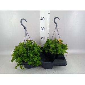Peperomia rotundifolia