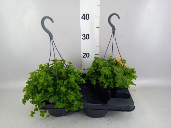 <h4>Peperomia rotundifolia</h4>