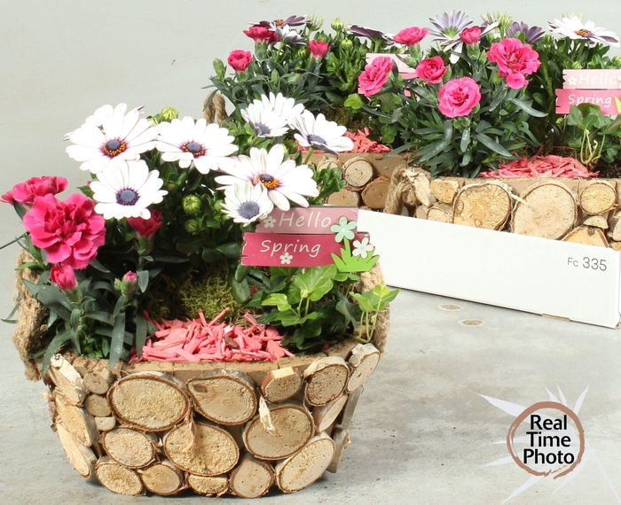 <h4>ARR TUINPLANTEN</h4>