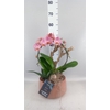 Arr.    Planten  H%