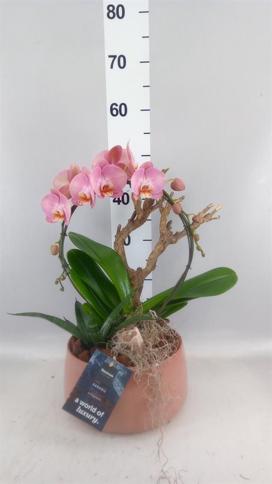 Arr.    Planten  H%