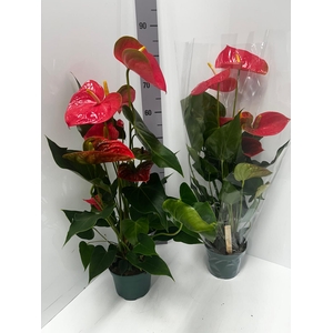 Anthurium Andreanum Colorado 17Ø 65cm 6fl