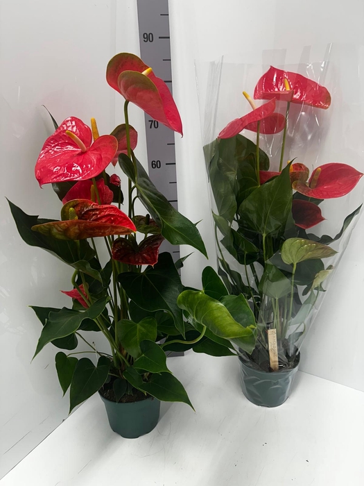 Anthurium Andreanum Colorado 17Ø 65cm 6fl