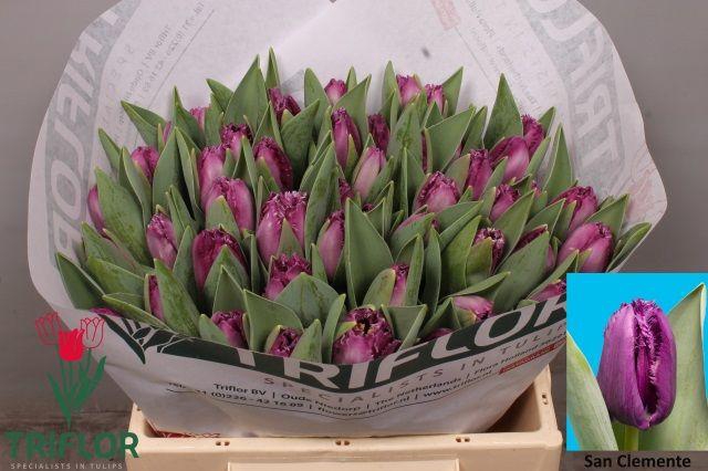 <h4>TU FR SAN CLEMENTE</h4>