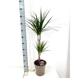 DRA MARGINATA