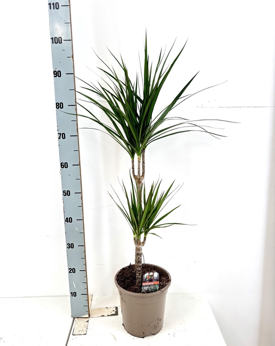 <h4>DRA MARGINATA</h4>