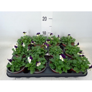 Viola corn. 'Evo Mini White Purple'