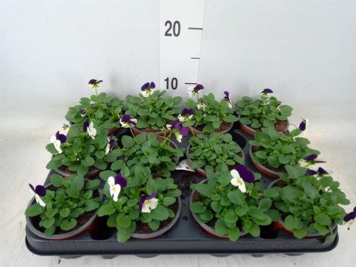 <h4>Viola corn. 'Evo Mini White Purple'</h4>