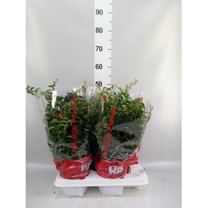 Aeschynanthus  'Twister'