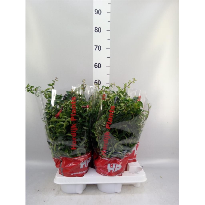 <h4>Aeschynanthus  'Twister'</h4>