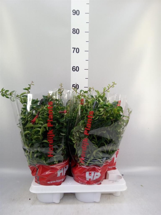 <h4>Aeschynanthus 'Twister'</h4>