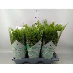 Nephrolepis exal. 'Green Moment'